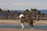 AMSTAFF ADULT 261